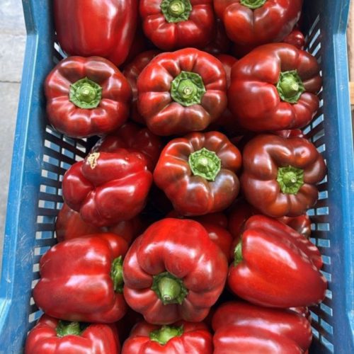 WhatsApp Image 2025-07-27 at 15.07.29