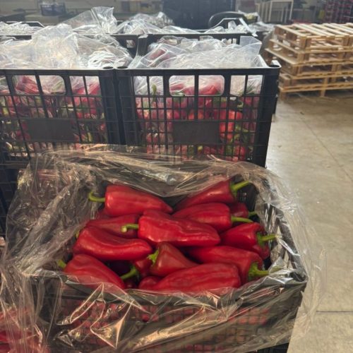 WhatsApp Image 2025-07-27 at 15.09.58